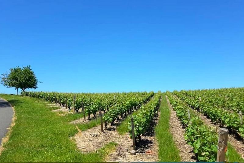Gite Au Bord Du Cher "La Mesange Verte" Savonnières Buitenkant foto